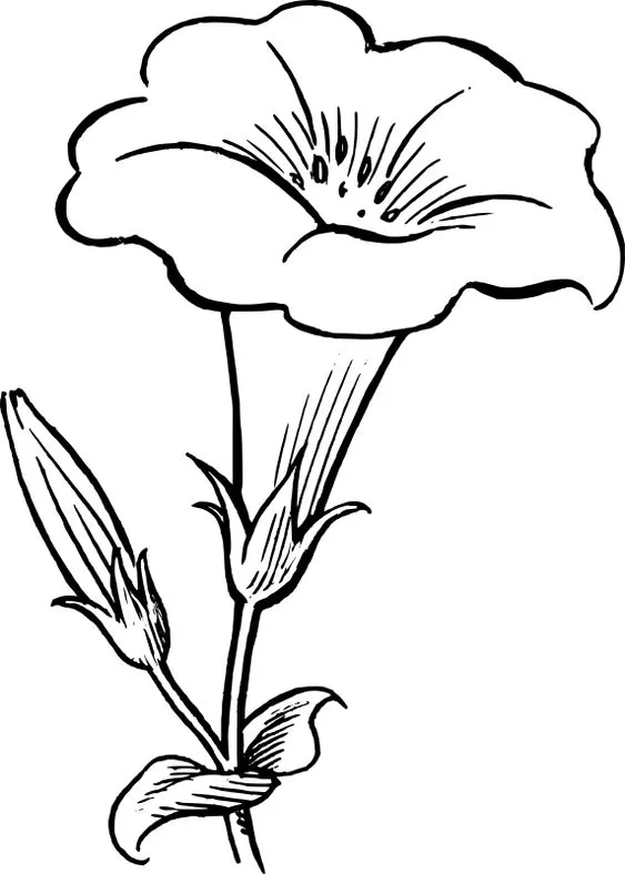 Desenho de flor pra imprimir